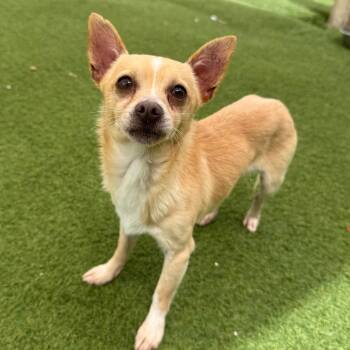 Chihuahua Dogs Available for Adoption in Loxahatchee Groves, Florida - Peanut 2218 | PetCurious