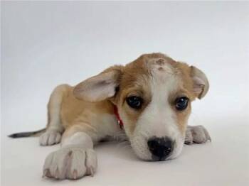 GATEWAY -  Collie and Mixed Breed Dog for Adoption in Brentwood, Missouri - GATEWAY | PetCurious