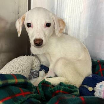 Hound and Mixed Breed Dogs Available for Adoption - Tadpole | PetCurious