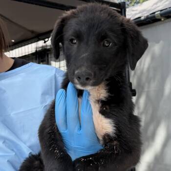 Archie -  Mixed Breed Dog for Adoption in Moab, Utah - Archie | PetCurious