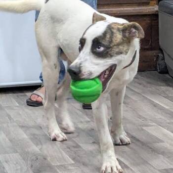 HAMMY -  Husky Dog for Adoption in Chicopee, Massachusetts - HAMMY | PetCurious