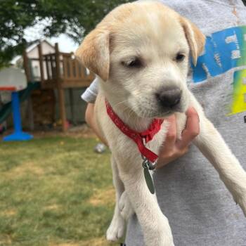 Rudbeckia -  Mixed Breed Dog for Adoption in Buffalo, Minnesota - Rudbeckia | PetCurious