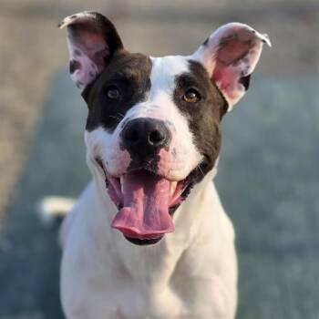 MILKYWAY -  Pit Bull Terrier Dog for Adoption in Indianapolis, Indiana - MILKYWAY | PetCurious