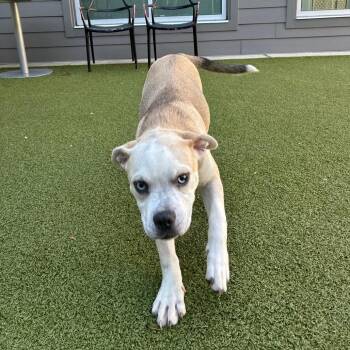 Tango -  Mixed Breed Dog for Adoption in Greensboro, North Carolina - Tango | PetCurious