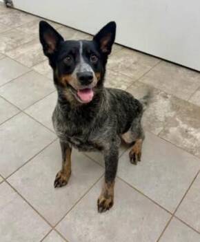 LadyBug -  Australian Cattle Dog Blue Heeler Dog for Adoption in Mocksville, North Carolina - LadyBug | PetCurious