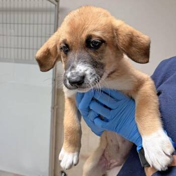 Great Pyrenees Dogs Available for Adoption in Ojai, California - Peach | PetCurious