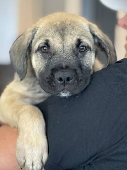 CR - Finn -  Labrador Retriever Dog for Adoption in San Diego, California - CR - Finn | PetCurious