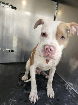 A812870 -  American Staffordshire Terrier Dog for Adoption in San Antonio, Texas - A812870 | PetCurious