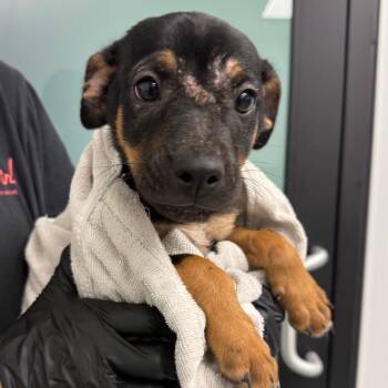 Travis -  Australian Shepherd and Mixed Breed Dog for Adoption in Abilene, Texas - Travis | PetCurious