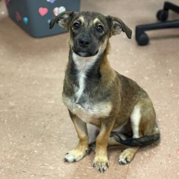 Rescue Terrier Dogs for Adoption in Fort Smith, Arkansas - Bash | PetCurious