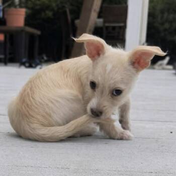 Chihuahua Dogs Available for Adoption in Floresville, Texas - Poppy | PetCurious