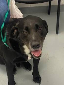 MATER -  Labrador Retriever and Mixed Breed Dog for Adoption in St. Cloud, Florida - MATER | PetCurious