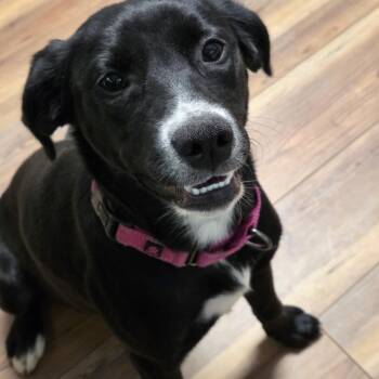 Ebbie -  Labrador Retriever Dog for Adoption in Jasper, Georgia - Ebbie | PetCurious