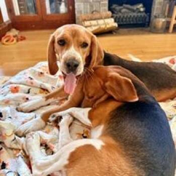 Elmer -  Beagle Dog for Adoption in Wauwatosa, Wisconsin - Elmer | PetCurious