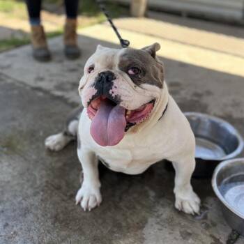 PURDY -  English Bulldog and Mixed Breed Dog for Adoption in Modesto, California - PURDY | PetCurious