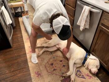 Morty -  American Bulldog Dog for Adoption in Columbus, Ohio - Morty | PetCurious