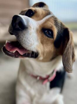 Beagle Dogs Available for Adoption in Lisbon, Iowa - Tansy | PetCurious