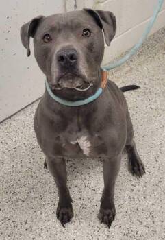 Rowena -  Pit Bull Terrier and Mixed Breed Dog for Adoption in Kansas City, Missouri - Rowena | PetCurious