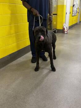 BERLIN -  Cane Corso Dog for Adoption - BERLIN | PetCurious