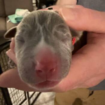 Pit Bull Terrier Dogs Available for Adoption in Parker, Colorado - 194C (2026) Smokey | PetCurious