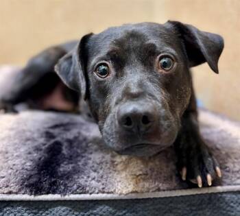 Boston Terrier and Mixed Breed Dogs Available for Adoption in York, South Carolina - LITTLE EARS | PetCurious
