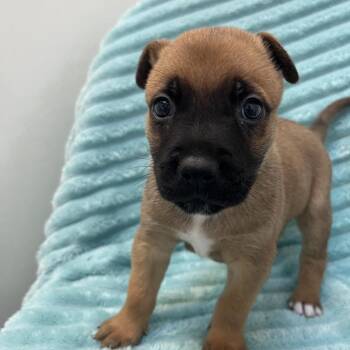 Michelangelo -  Pit Bull Terrier and Mixed Breed Dog for Adoption in Kanab, Utah - Michelangelo | PetCurious