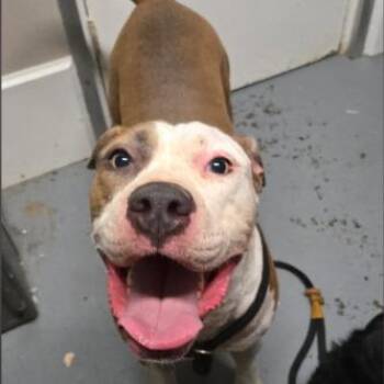 Celine -  American Bully Dog for Adoption in Berea, Kentucky - Celine | PetCurious