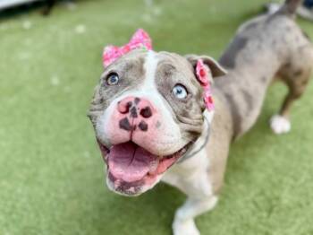 Proximity -  Mixed Breed Dog for Adoption in New York, New York - Proximity | PetCurious