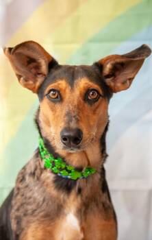 Jilly -  German Shepherd Dog and Mixed Breed Dog for Adoption in Dothan, Alabama - Jilly | PetCurious