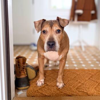 Golden Hour -  Pit Bull Terrier Dog for Adoption in New York, New York - Golden Hour | PetCurious