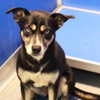 26-01053 -  Husky Dog for Adoption in Fredericksburg, Virginia - 26-01053 | PetCurious