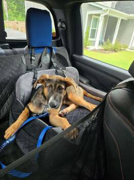 Rayne -  German Shepherd Dog Dog for Adoption in Wando, South Carolina - Rayne | PetCurious