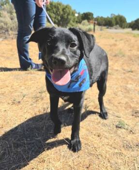Turbo 46321 -  Labrador Retriever Dog for Adoption in Pocatello, Idaho - Turbo 46321 | PetCurious