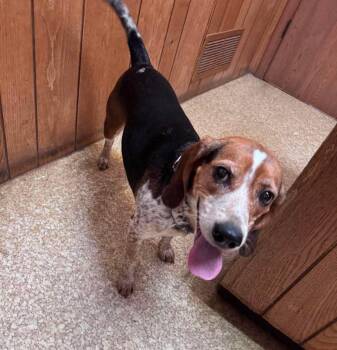 Miley -  Beagle Dog for Adoption in Kent, Washington - Miley | PetCurious