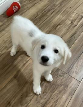 PRINCE -  Mixed Breed Dog for Adoption in Dallas, Texas - PRINCE | PetCurious