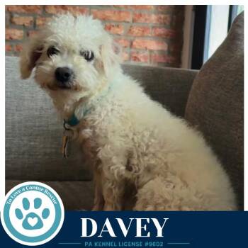Davey (The Davenports) 091926 -  Maltese and Poodle Dog for Adoption in Kimberton, Pennsylvania - Davey (The Davenports) 091926 | PetCurious