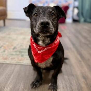Dachshund and Pit Bull Terrier Dogs Available for Adoption - Monty Silver Fox Snuggle Scout | PetCurious
