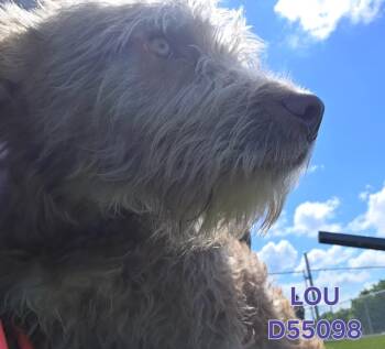 Lou (Dollie) -  Mixed Breed Dog for Adoption in Clarksville, Tennessee - Lou (Dollie) | PetCurious