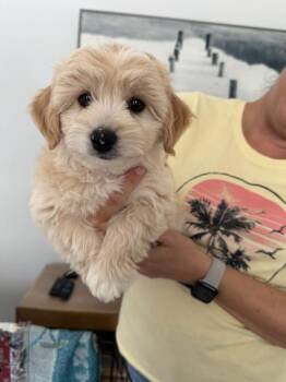 Ollie -  Bichon Frise and Goldendoodle Dog for Adoption in Bradenton, Florida - Ollie | PetCurious