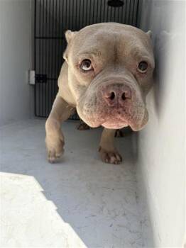 A661048 -  Pit Bull Terrier and American Bulldog Dog for Adoption in Houston, Texas - A661048 | PetCurious