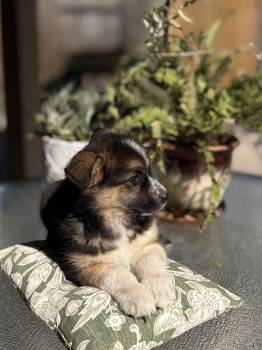 Husky Dogs Available for Adoption - Oprah | PetCurious