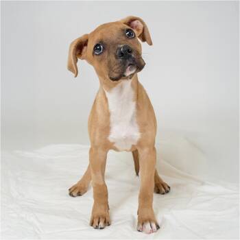 June -  Mixed Breed Dog for Adoption in Palm Springs, California - June | PetCurious