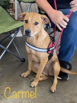 Rescue Labrador Retriever Dogs for Adoption in Cairo, Georgia - Carmel | PetCurious