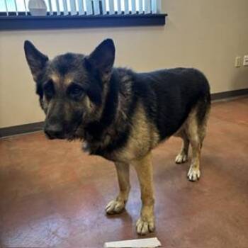 German Shepherd Dog Dogs Available for Adoption in Modesto, California - A609819 | PetCurious