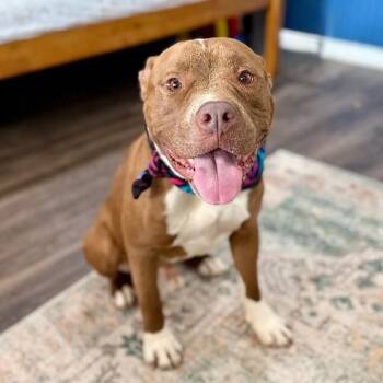 Pit Bull Terrier and American Bulldog Dogs Available for Adoption - Fred Squishmellow | PetCurious