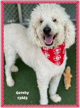 Standard Poodle Dogs Available for Adoption in Marietta, Georgia - GATSBY | PetCurious