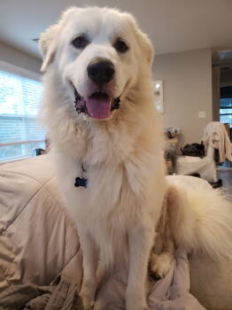 Rescue Great Pyrenees Dogs for Adoption in Milton, Georgia - Denaly | PetCurious