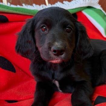 Cocker Spaniel and Labrador Retriever Dogs Available for Adoption in Andover, Massachusetts - Suri Style | PetCurious