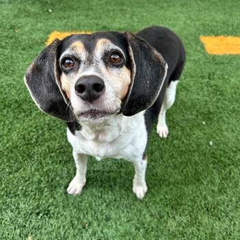 Rescue Beagle Dogs for Adoption in New Orleans, Louisiana - Clover Claire | PetCurious