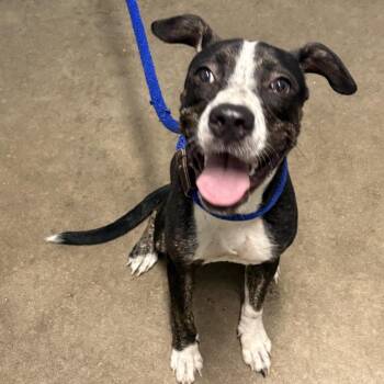 Madeline -  Pit Bull Terrier and Hound Dog for Adoption in Beaumont, Texas - Madeline | PetCurious